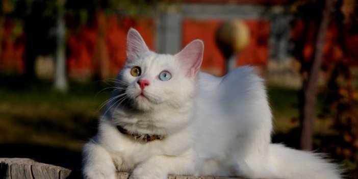 Van kedileri, uluslararası güzellik yarışmasına götürülecek