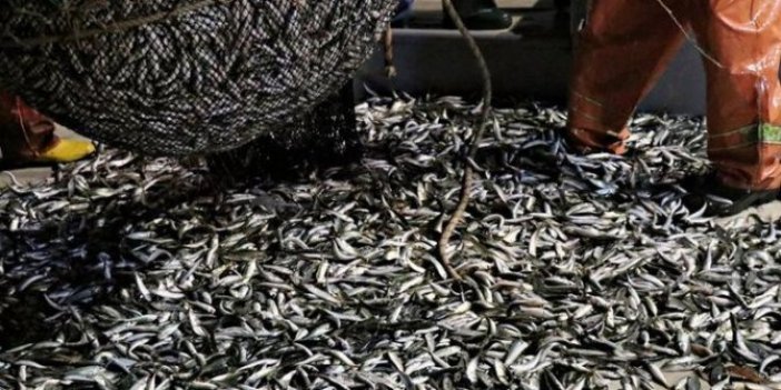 Balıkların yüzde 44'ünde mikroplastik tehlikesi