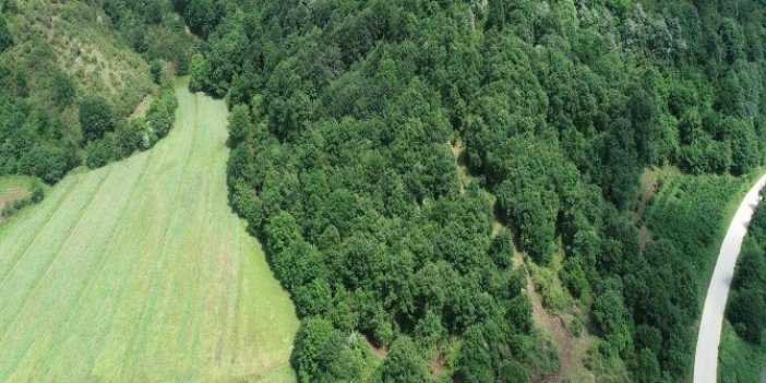 Kandıra'da 34 bin 500 ağaç kesilebilir!