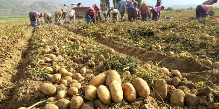 Erdoğan terörist ilan etmişti: Patates üreticisi zor durumda!