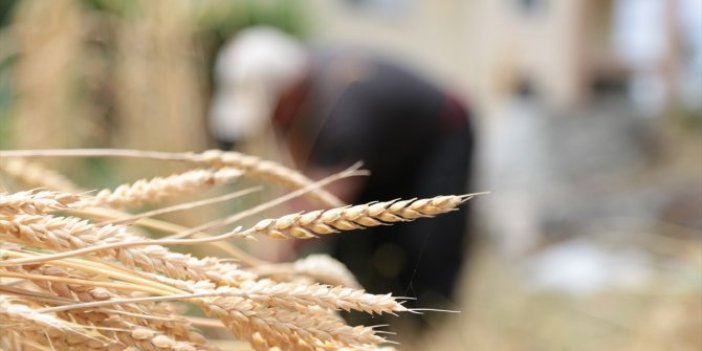 Bakanlıktan, 'sıfır gümrükle buğday ithali' açıklaması