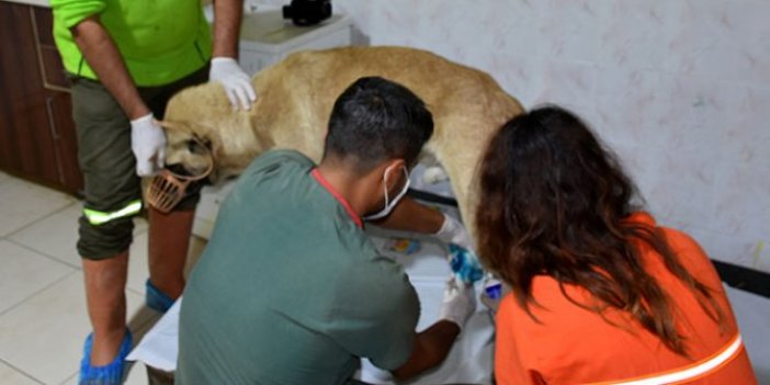 O köpek tedavi altına alındı