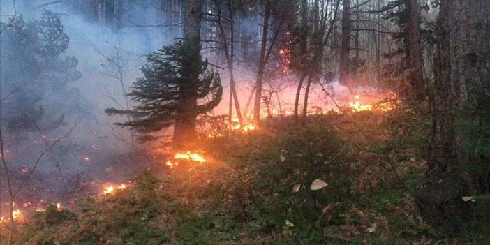 Uludağ'da orman yangını çıktı