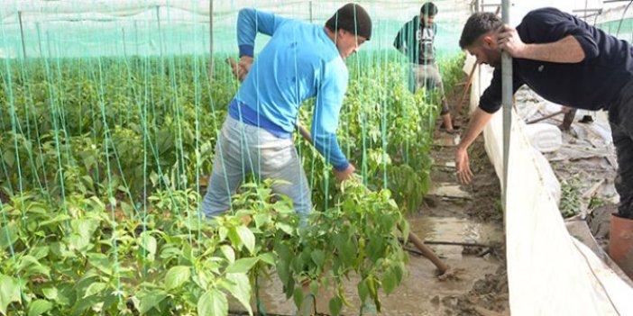 Seralar su altında kaldı, çiftçiler zor durumda