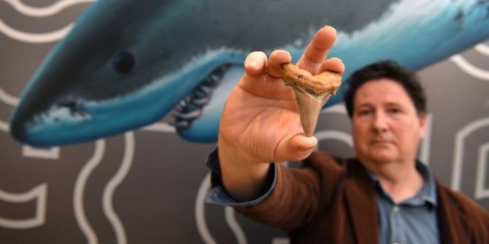 Bilim insanları, 330 milyon yıllık köpek balığı dişi keşfetti