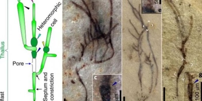 1 Milyar yıllık, dünyanın en eski deniz yosunu fosilleri bulundu