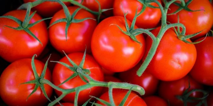 5 bin ton domates çöpe gitmişti... Rusya’dan yeni karar