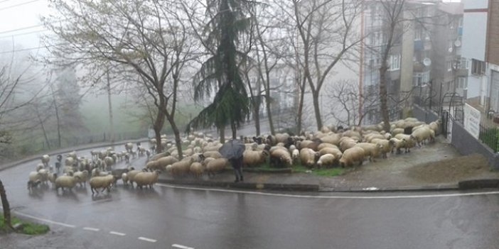 Trabzon sokakları koyunlara kaldı