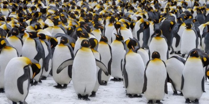 Yaklaşık bir milyon kral penguen iz bırakmadan kayboldu