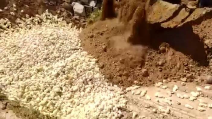 İran’da civcivleri canlı canlı toprağa gömdüler