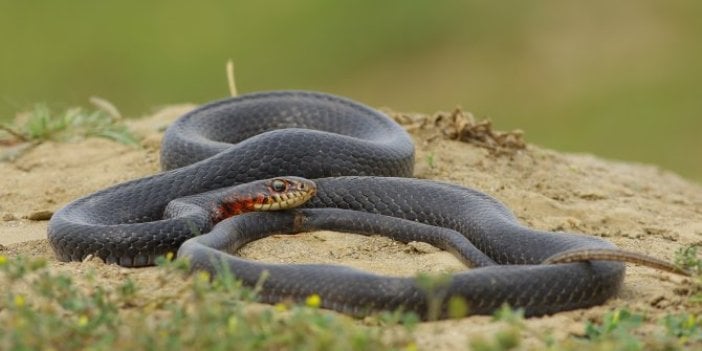 Sürü halindeki yılanlarla ilgili açıklama