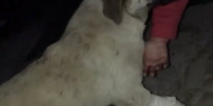 Antalya’da vicdansız hayvan köpeği kasten ezdi