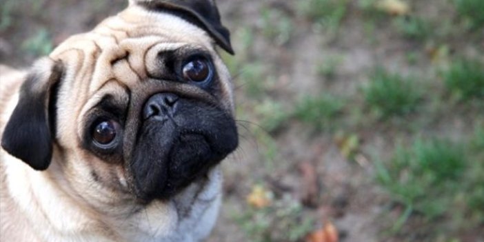 ABD'de evcil köpekte korona virüs tespit edildi