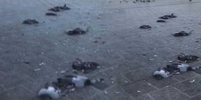 İstanbul'un göbeğinde feci olay: Onlarca güvercini öldürdü