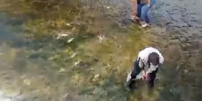 Beyşehir Gölü'nden kanala sürüklenen balıkları kurtardılar