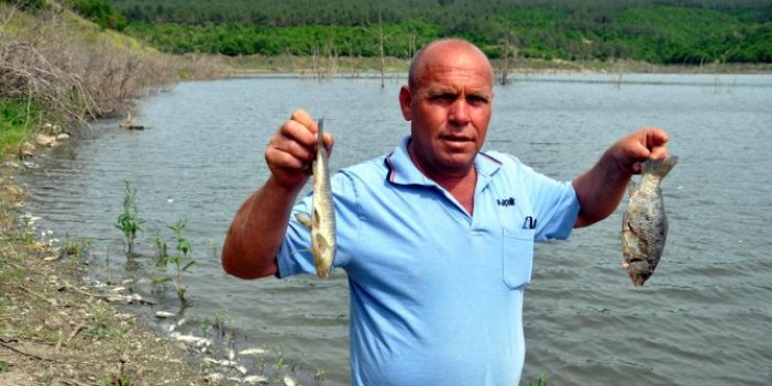 Binlerce tür balık aynı anda öldü, "Trakya'nın GAPI'nda" sahile vuran balıklar endişe yarattı