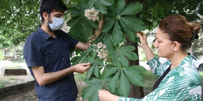 Ölüm yine Çin'den geldi! Katil, Zonguldak ve Düzce'de görüldü