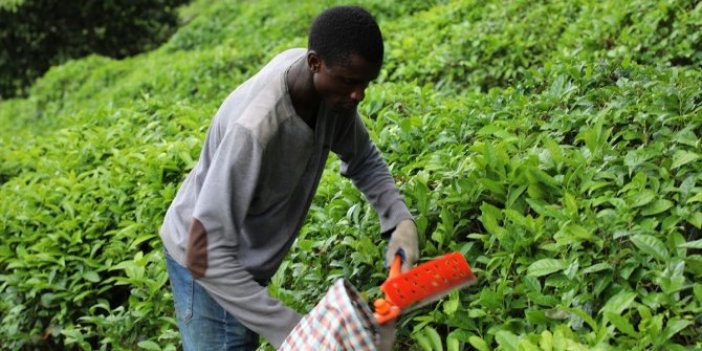 Acı gerçek: Rize’de çay toplayan Senegalli işçiler, herkes ucuz işçi peşinde