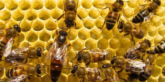Arı sokması nedir? Arı sokunca ne yapılmalıdır?