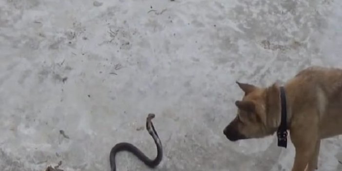  Karaman'da yılan ile köpeğin kavgası 