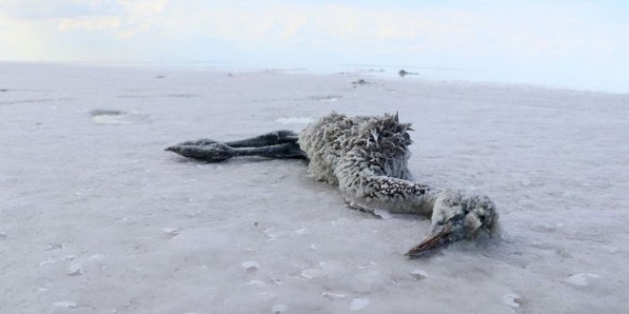 Tuz Gölü'nde esrarengiz flamingo ölümleri: Yüzlercesi böyle bulundu!