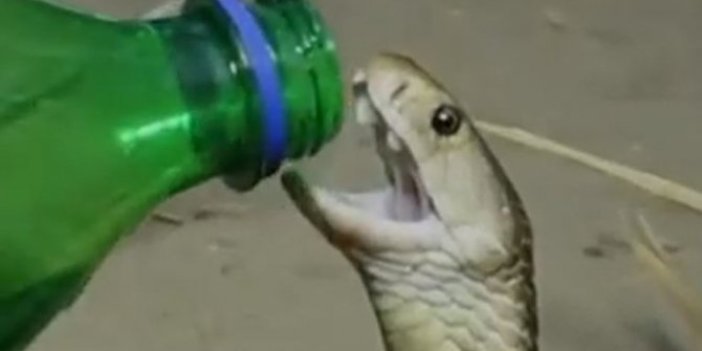 Gözlerinize inanamayacaksınız! Kobra yılanı kurtarıcısının elinden su içti