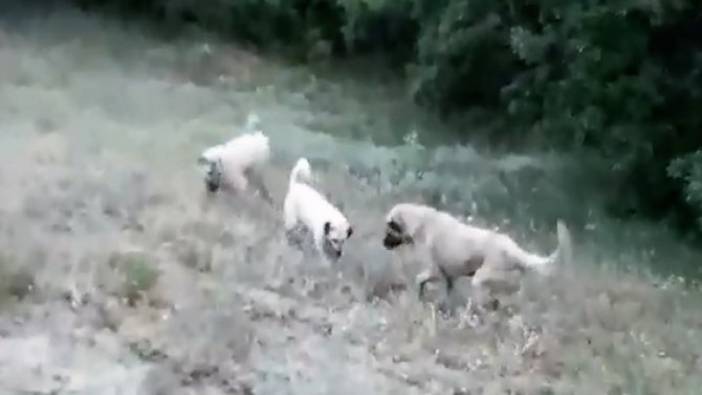 Çoban köpeğine saldıran yılan canından oldu