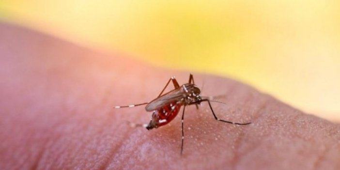 Sivrisineklere dikkat, yeni bir salgını tetiklediler