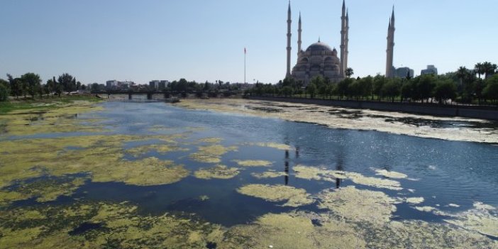 Seyhan Nehri yeşile büründü: koku ve sinekten yaklaşılmıyor