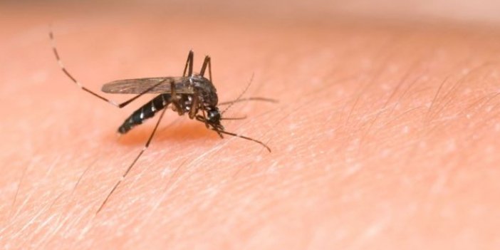 En tehlikeli taşıyıcı sivrisinek; maske, mesafe, temizlik üçlemesine sinek ilacı da ekleyin