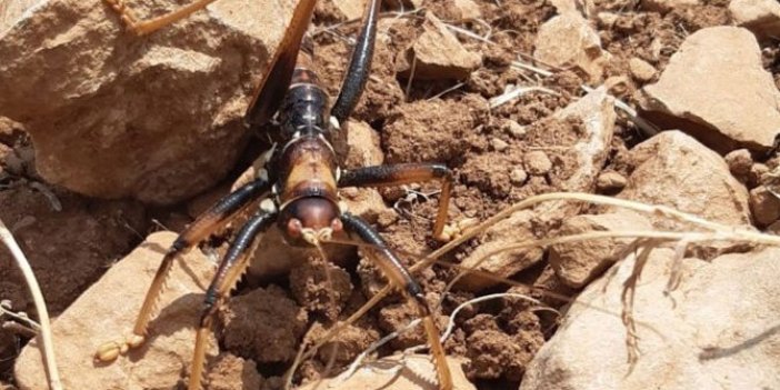 Adıyaman’da ortaya çıktı: İnsanlara saldırıyor!