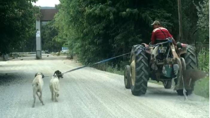 İki köpeğini traktöre bağlayıp götürdü