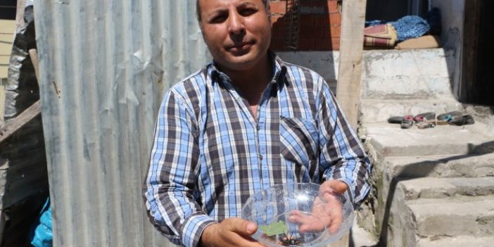 Önce eşek arısı sandılar gerçeği sonradan anladılar