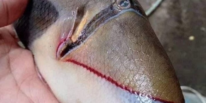 Türkan Şoray dudaklı balık görenleri hayrete düşürdü