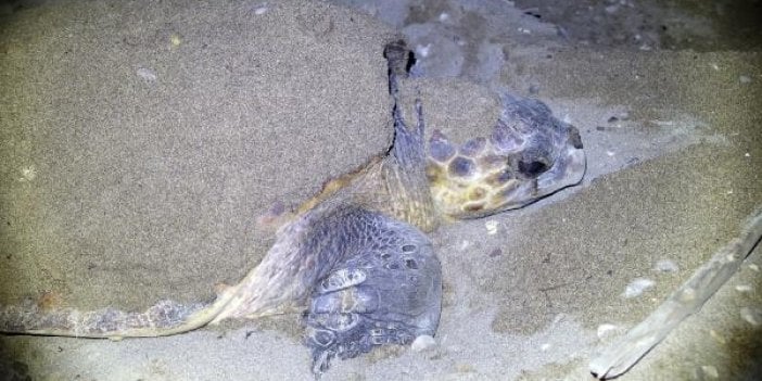 Caretta caretta, 21 yıl sonra aynı sahile yumurta bıraktı