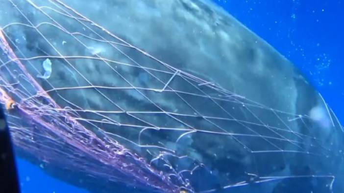 12 metrelik balığın ağla savaşı