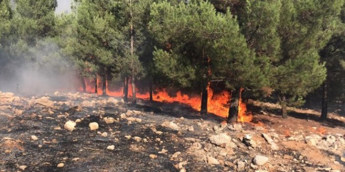 Şanlıurfa'da korku saçan orman yangını