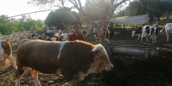 1 ton 200 kiloluk kurbanlık boğa 30 bin liradan alıcısını bekliyor