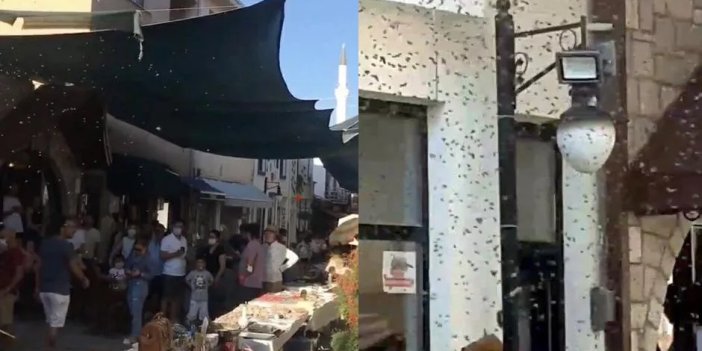 Sanat Sokağı'nı arılar bastı