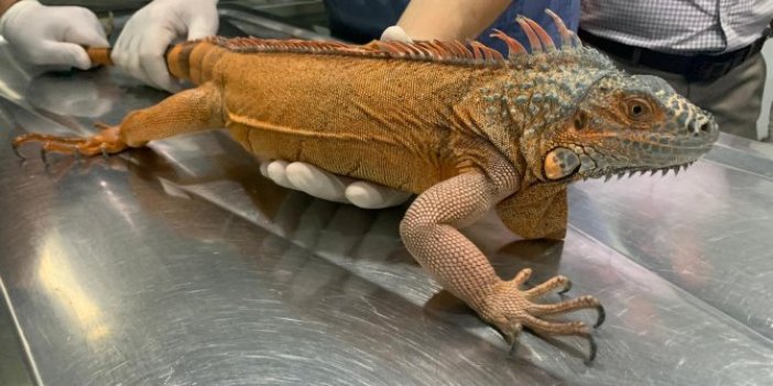 Üsküdar'da iguana bulundu  