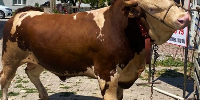 İstanbul’da kurbanlık üzerinden kirli oyun