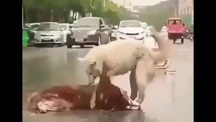 Ölen arkadaşını hayata döndüremeyince hıçkıra hıçkıra ağladı