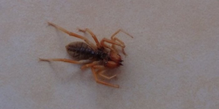 Bir bu eksikti Kahramanmaraş'ta ortaya çıktı! Evde görülen et yiyen örümcek korkuttu
