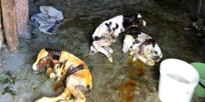 Doğum için ahıra koştu! Sürprizle karşılaşan veterinerin gözleri fal taşı gibi açıldı