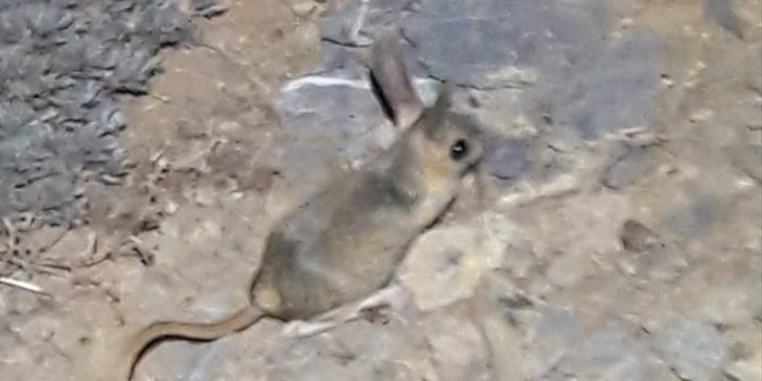 Kahramanmaraş'ta Arap tavşanı görüntülendi