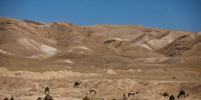 Bu seferde develer öksüre öksüre öldü, nedeni belli oldu