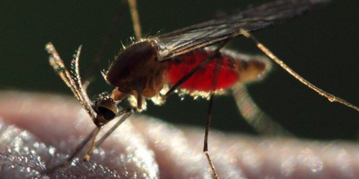 Sıtma parazitinin mutasyonu, ilaca dirençli çıktı