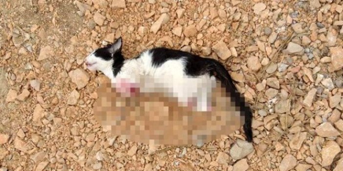 Ağzı var, dili yok ne istediniz zavallıdan: Yavru kedi işkence edilerek öldürüldü