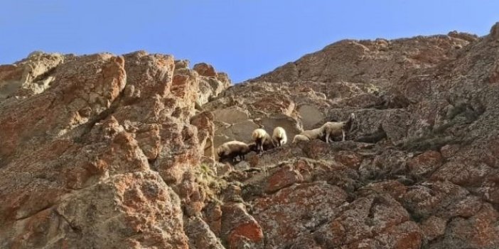 Dağda meleyen  koyun sürüsünü itfaiye kurtardı