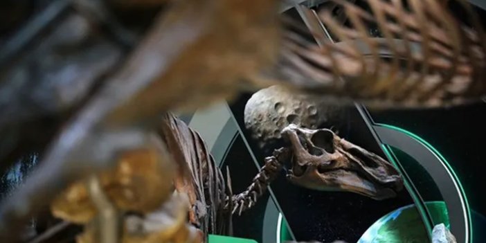 Yeni bir dinazor türü keşfedildi: T-rex'in kuzeni
